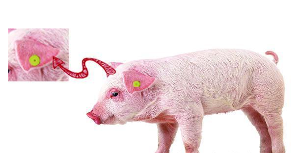 RFID射頻識別技術(shù)改變傳統(tǒng)畜牧養(yǎng)殖模式